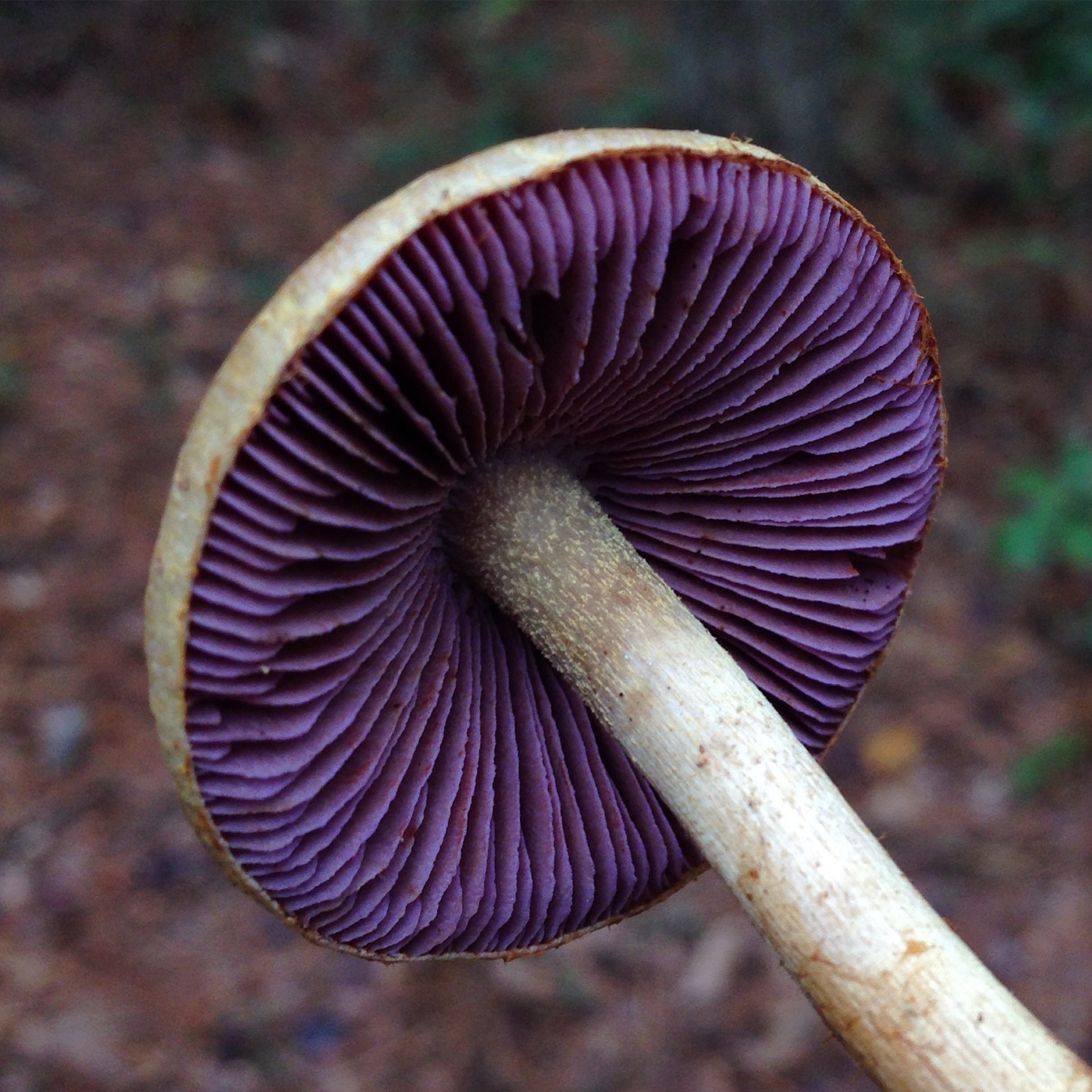 A purple mushroom